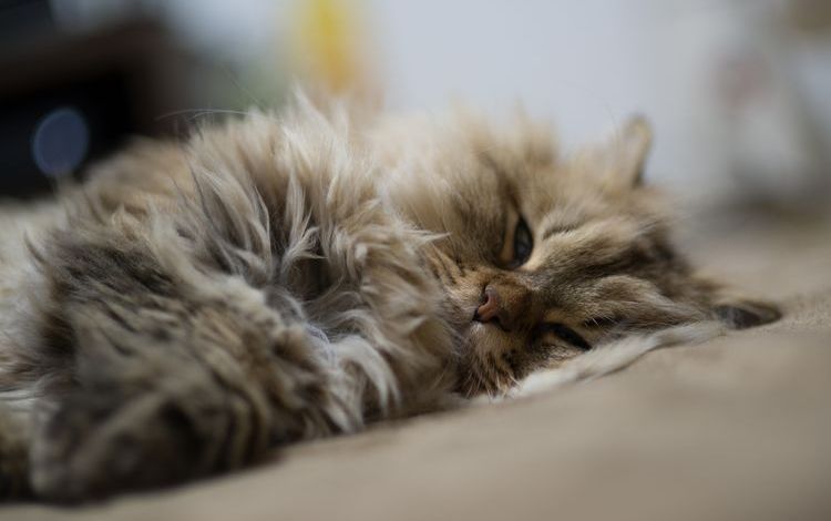 El gato duerme