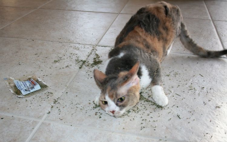El gato y la hierba gatera