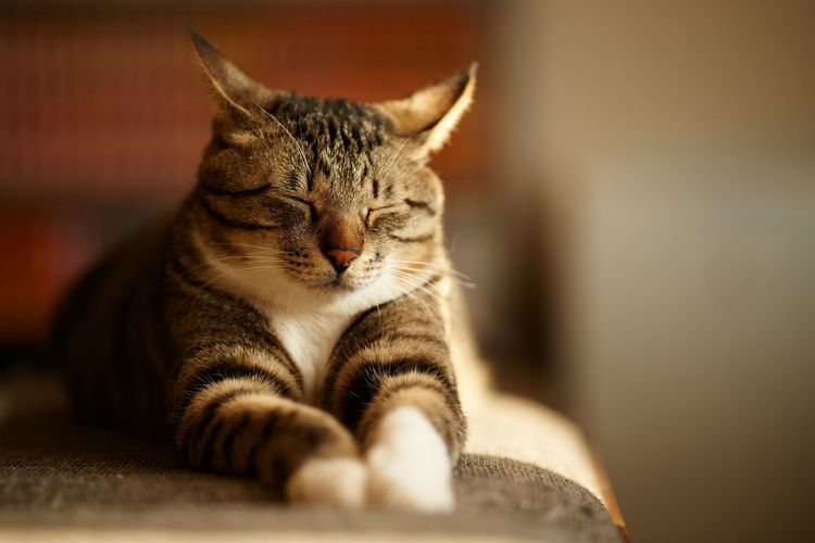 Gato dormitando