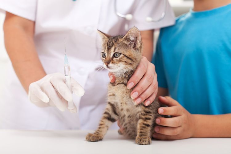 Vacunación antirrábica del gatito