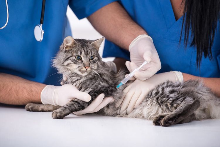 Al gato se le administra la vacuna antirrábica