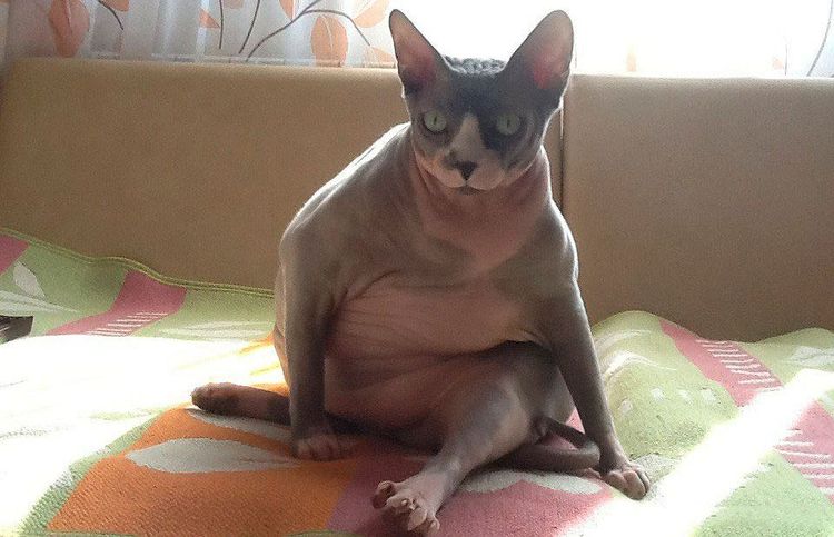 Gata muy obesa