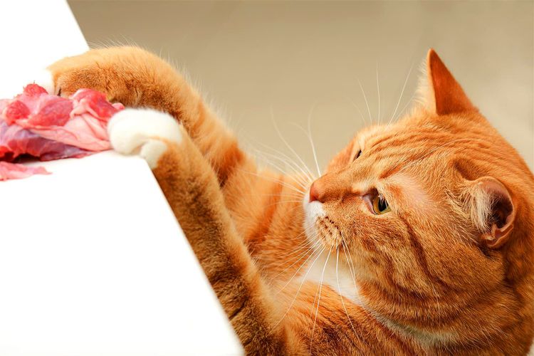 El gato anaranjado fue por la carne