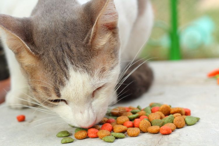 El gato come alimento seco