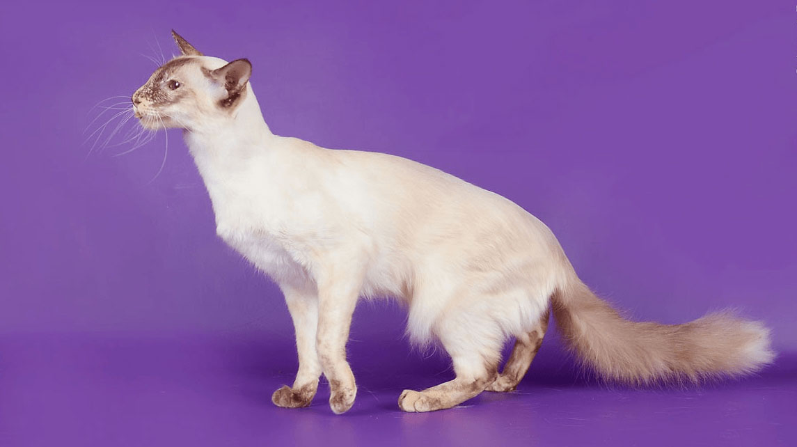 Javanés: una raza de gatos poco común
