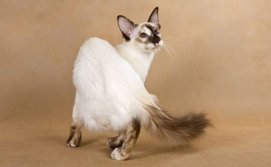 Gato javanés