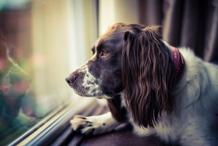 Un perro triste mira por la ventana