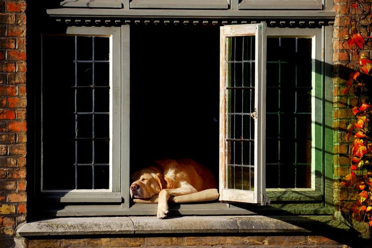 Un perro grande duerme en el alféizar de la ventana