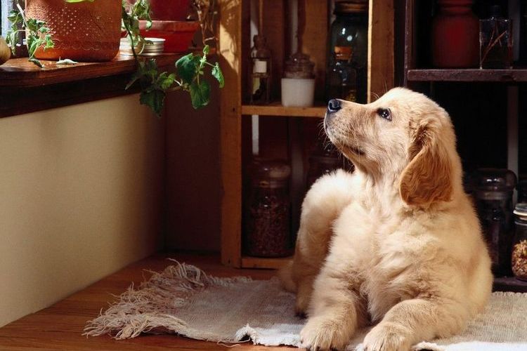 Cachorro tumbado sobre una camita