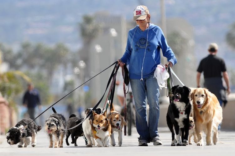 Una mujer pasea perros