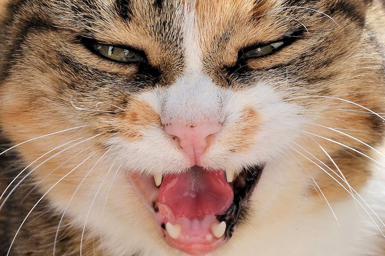 Cálculo dental en el gato