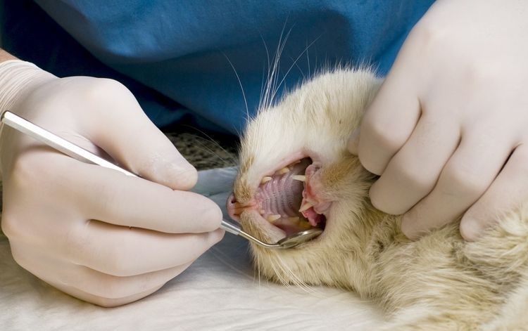 Limpieza del sarro dental en gatos