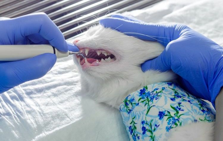 Eliminación del sarro dental en gatos