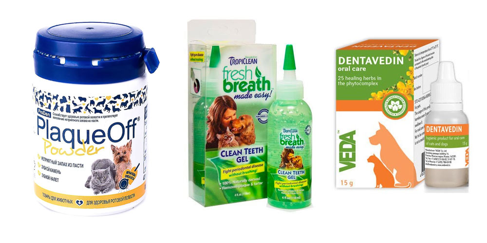 Remedios para el cálculo dental en gatos