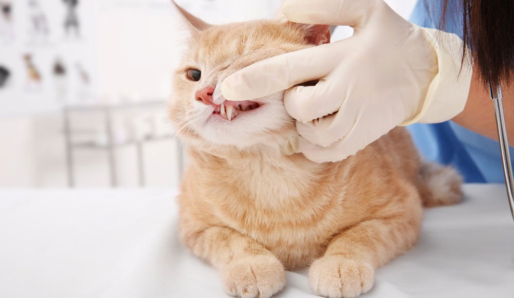 Cómo tratar el sarro dental en los gatos