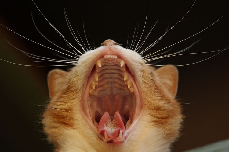 Sarro dental en gatos