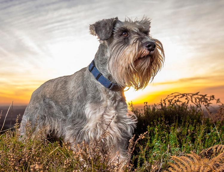 raza de perro Schnauzer miniatura