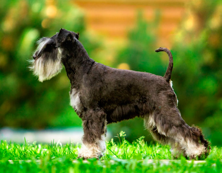 raza de perro Schnauzer miniatura