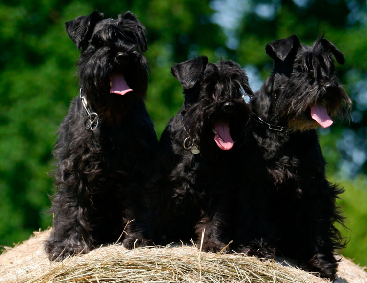 tres schnauzers miniatura