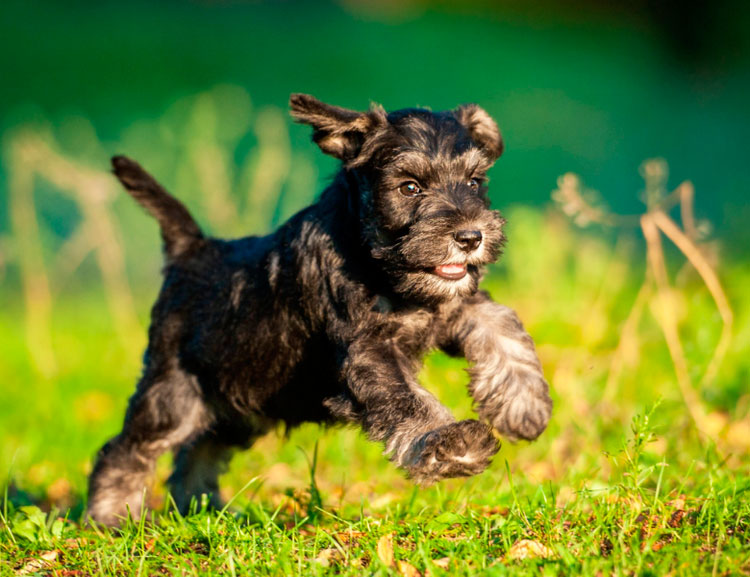 cachorro de Schnauzer miniatura