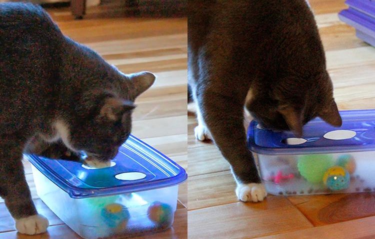 Juguete para gato hecho con una caja