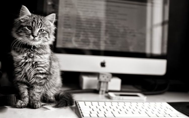 Gatito en la mesa