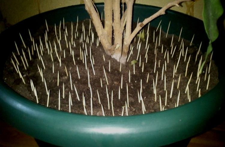 Palillos en la maceta