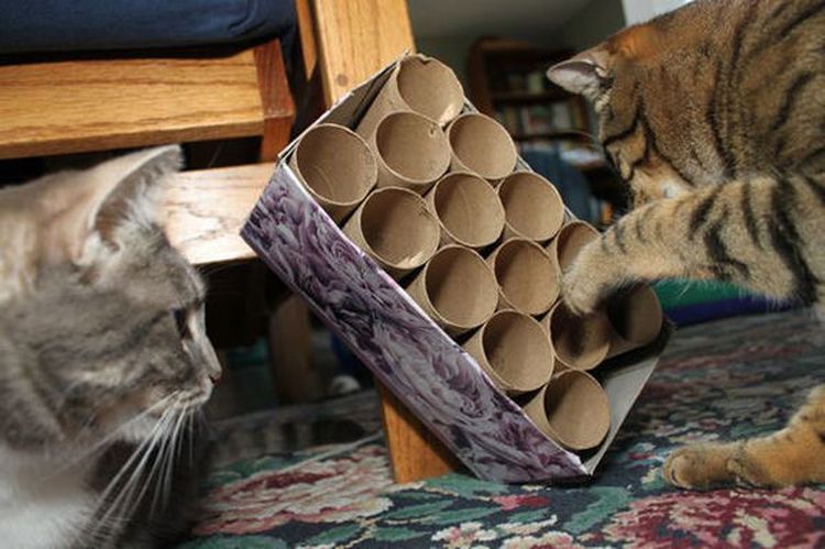 Juguete para gatos hecho con rollos de papel higiénico