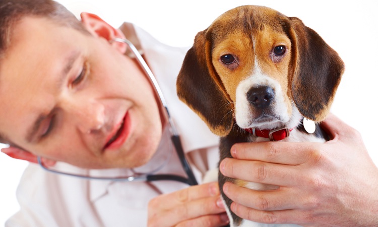 Auscultación de los pulmones en caso de tos en el perro.