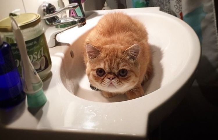 Gato en el lavabo