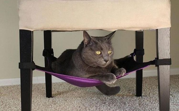 Gato en la hamaca debajo de la silla