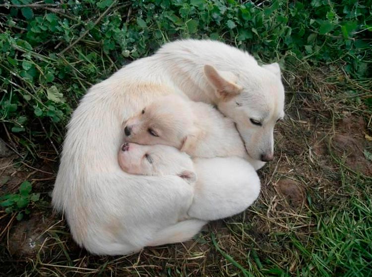 Cachorros con su madre de la raza Alopekis