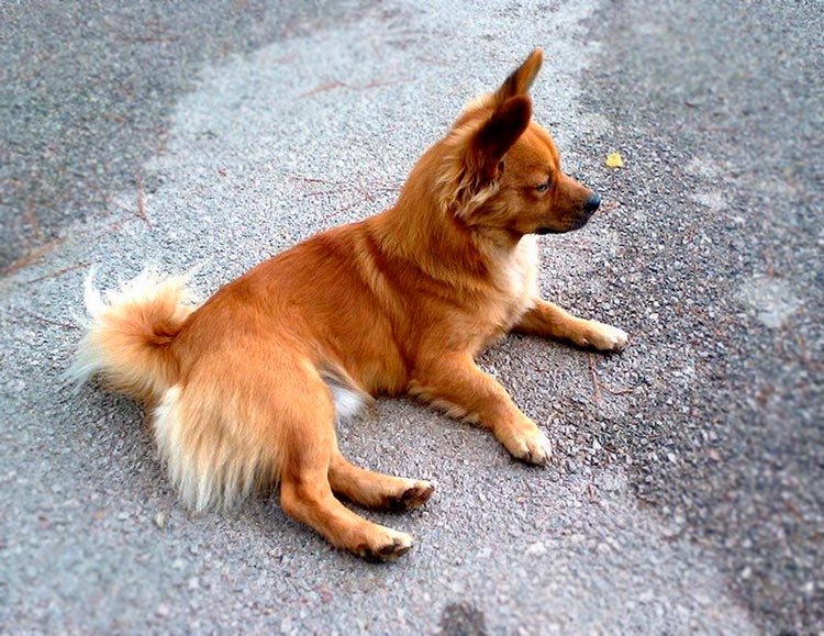 Raza de perro Alopekis
