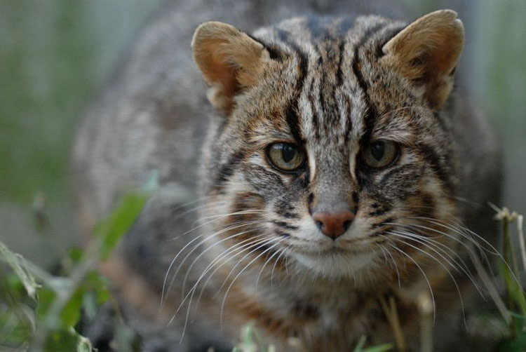 Foto del gato del bosque de Amur