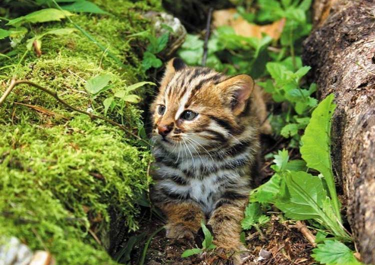 cachorro de gato del bosque de Amur
