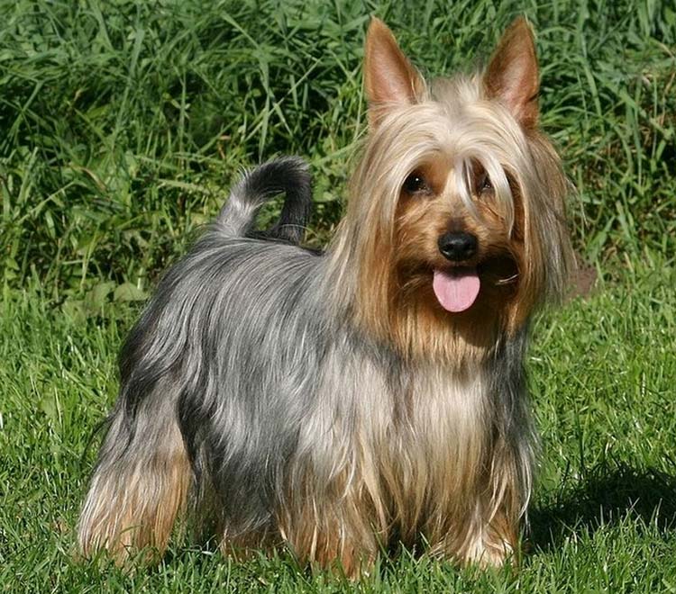 Foto del Australian Silky Terrier