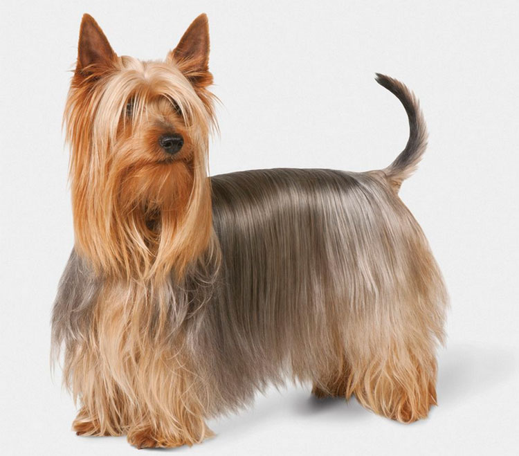 Terrier australiano sedoso