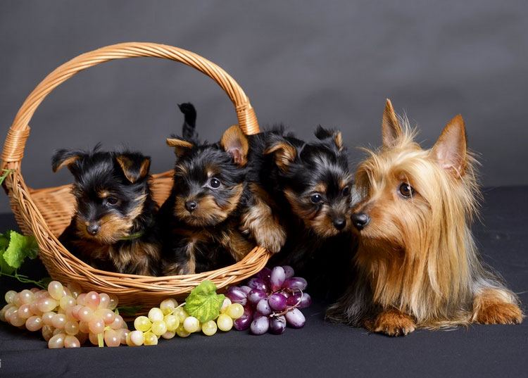 Cachorros del Terrier Sedoso Australiano