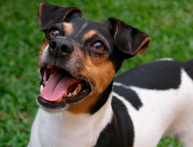 raza de perro Terrier brasileño