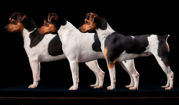 Estándar de la raza Terrier brasileño