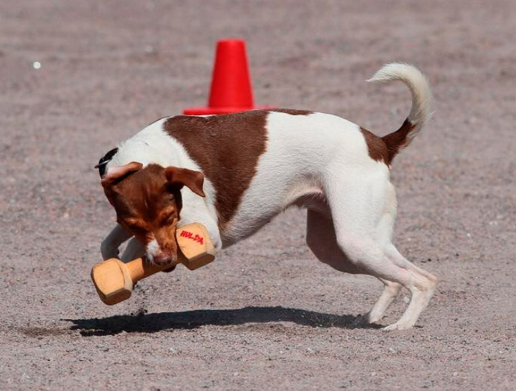 Terrier brasileño marrón y blanco