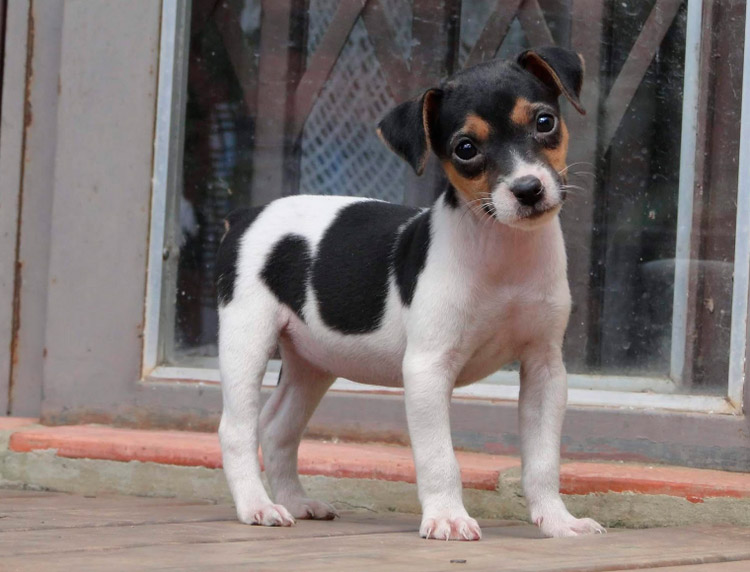 cachorro de raza Terrier brasileño