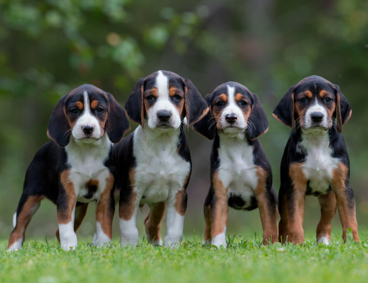 cuatro cachorros de raza sabueso finlandés
