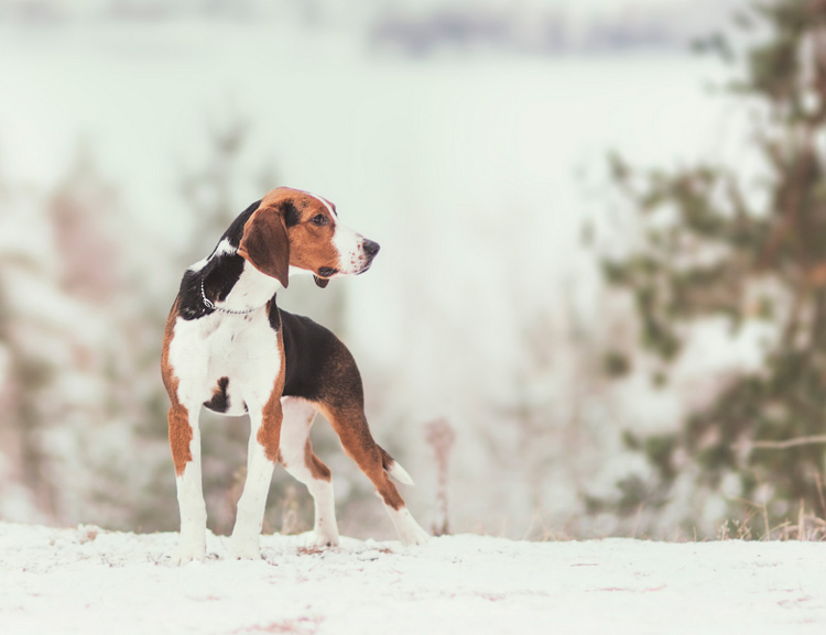 perro de raza Sabueso finlandés