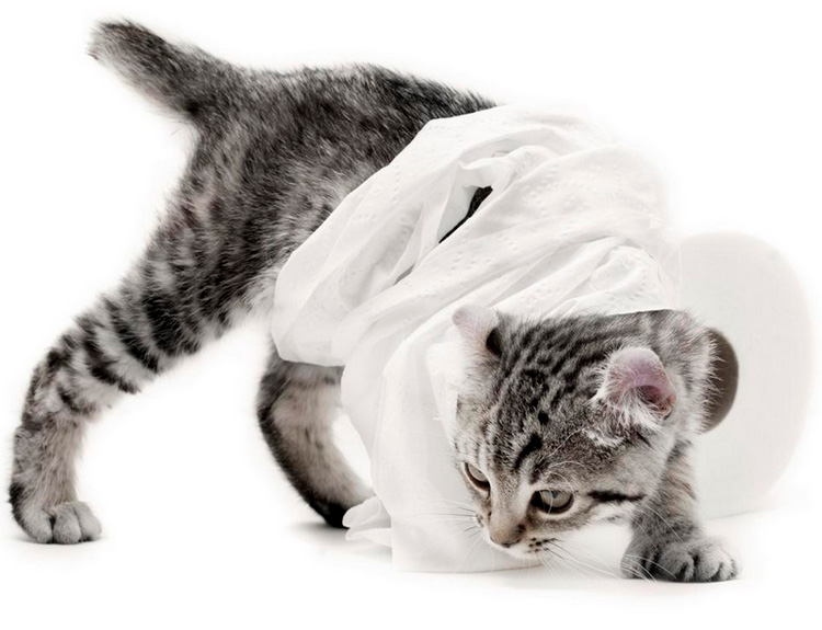 Gatito de la raza Highlander