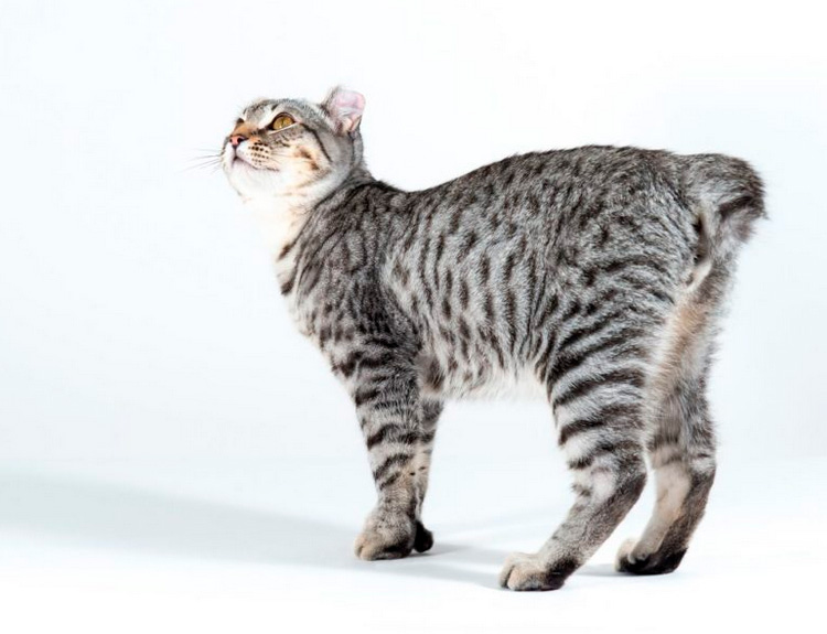 Highlander - Highland Lynx