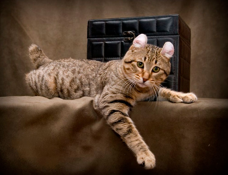 Highlander: raza de gatos