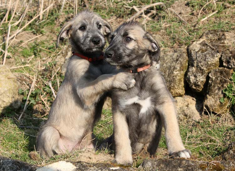 dos cachorros de lebrel irlandés