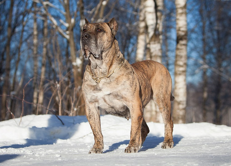 dogo canario de color atigrado