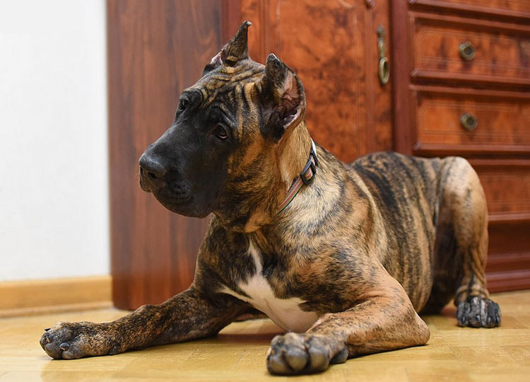 Cachorro de raza Dogo Canario